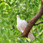 white bird on brown tree branch during daytime
